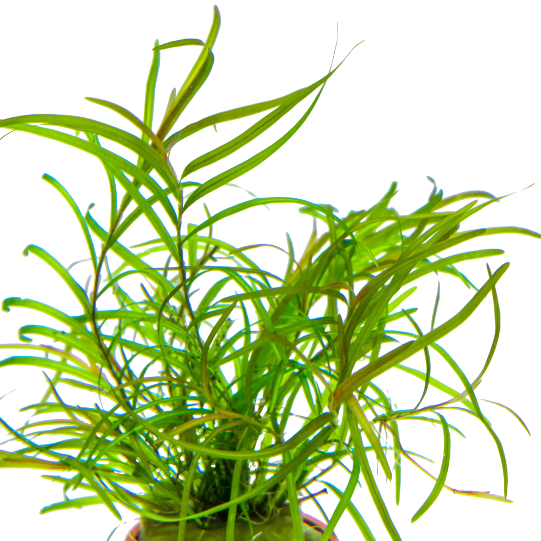 Potamogeton Gayi