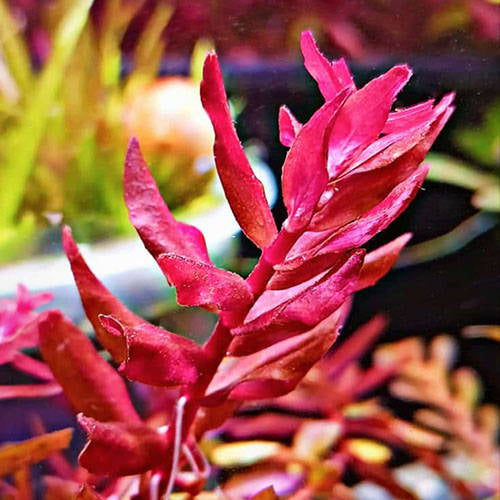 Rotala rotundifolia sp. ‘Yarabje’