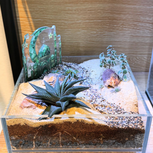 Sahara Desert Terrarium