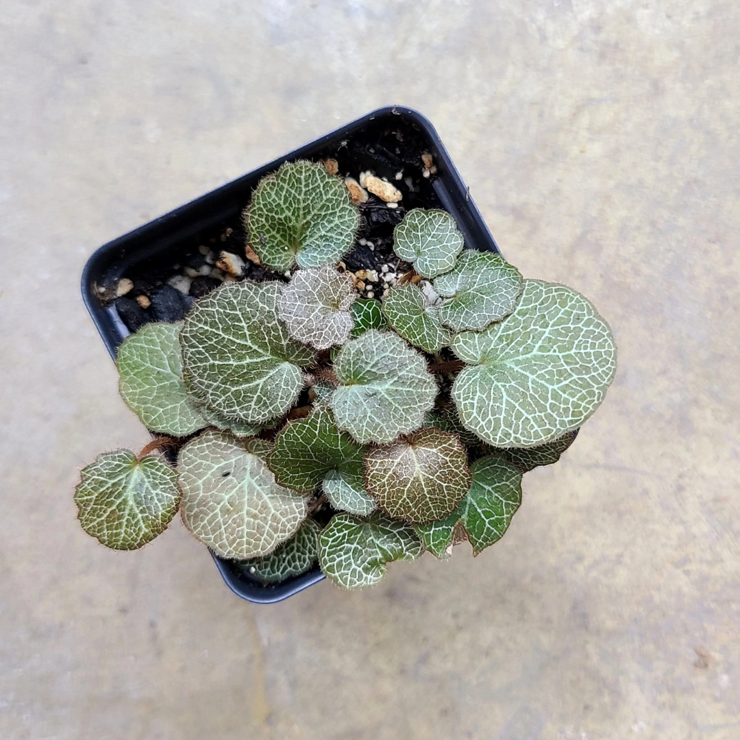 Saxifraga stolonifera