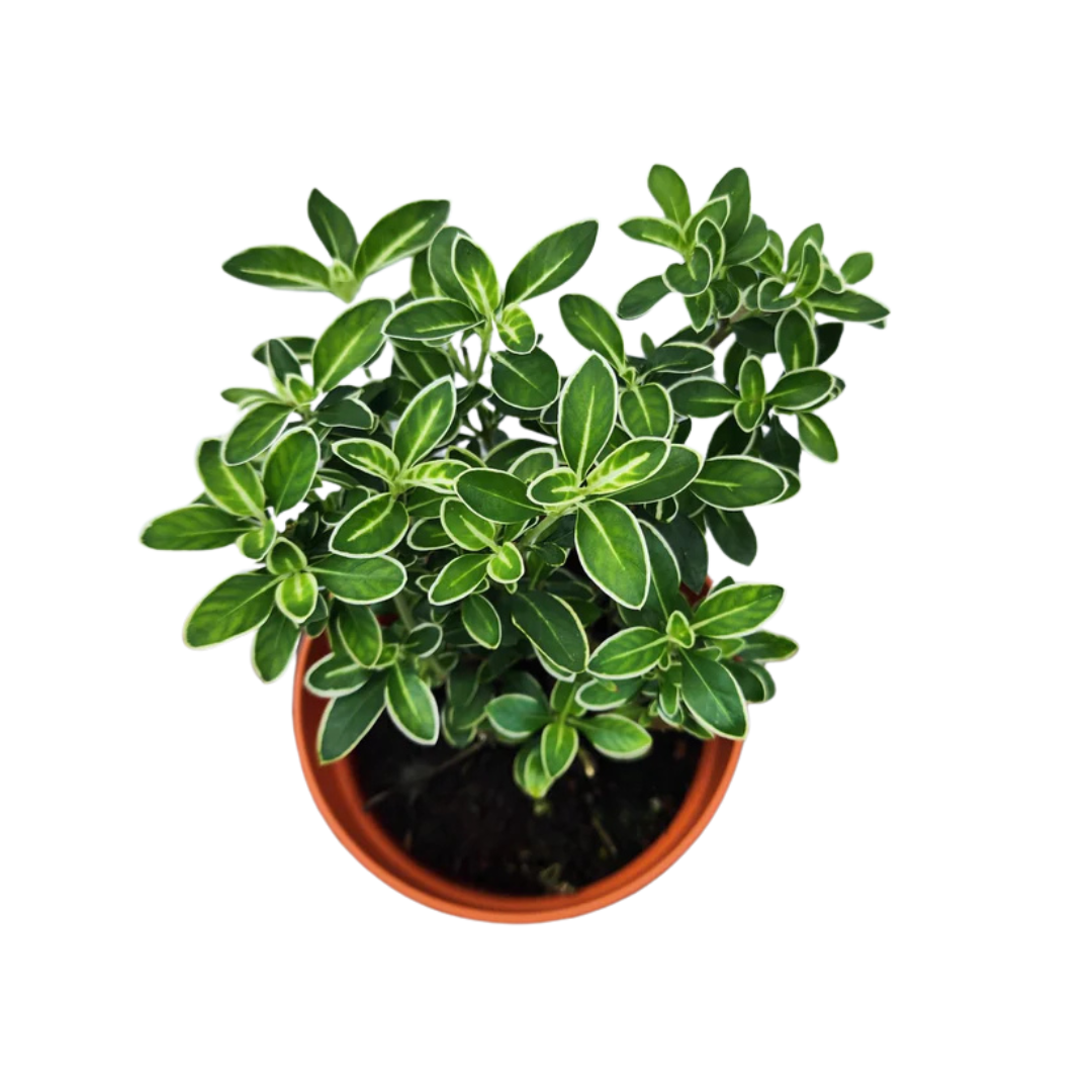 Serissa foetida 'Variegata'