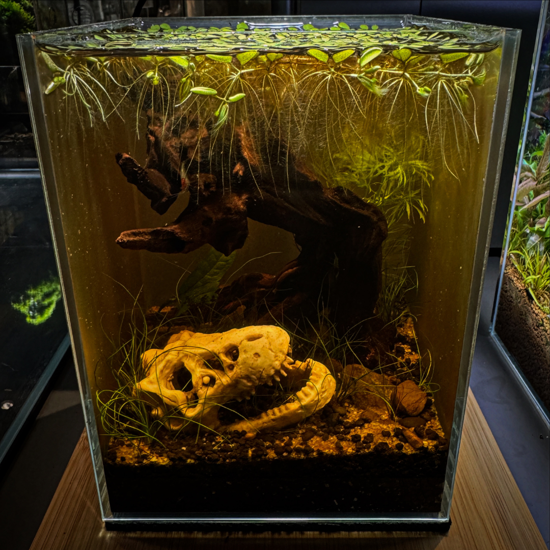 Shrimp Skull Tank