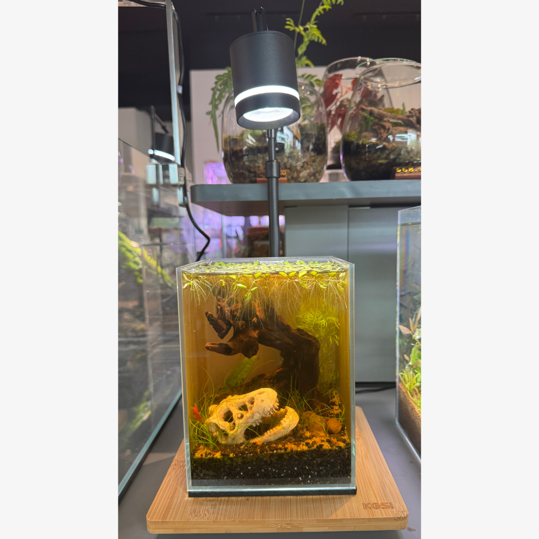 Shrimp Skull Tank