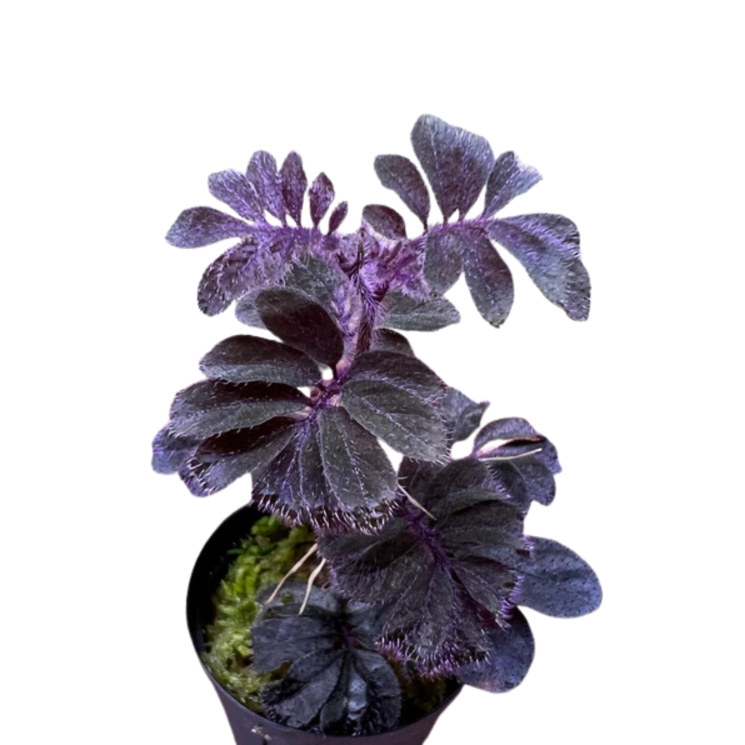 Solanum uleanum