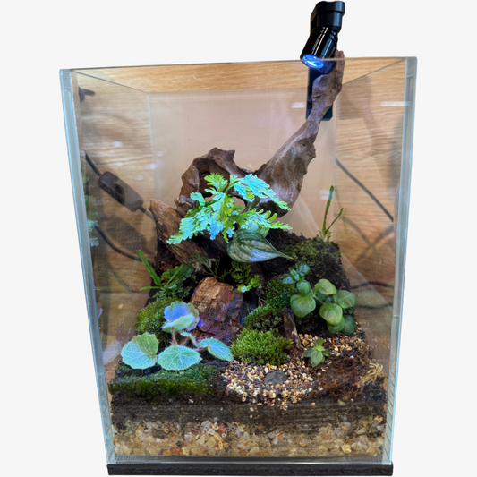 Terrarium Set Up 1
