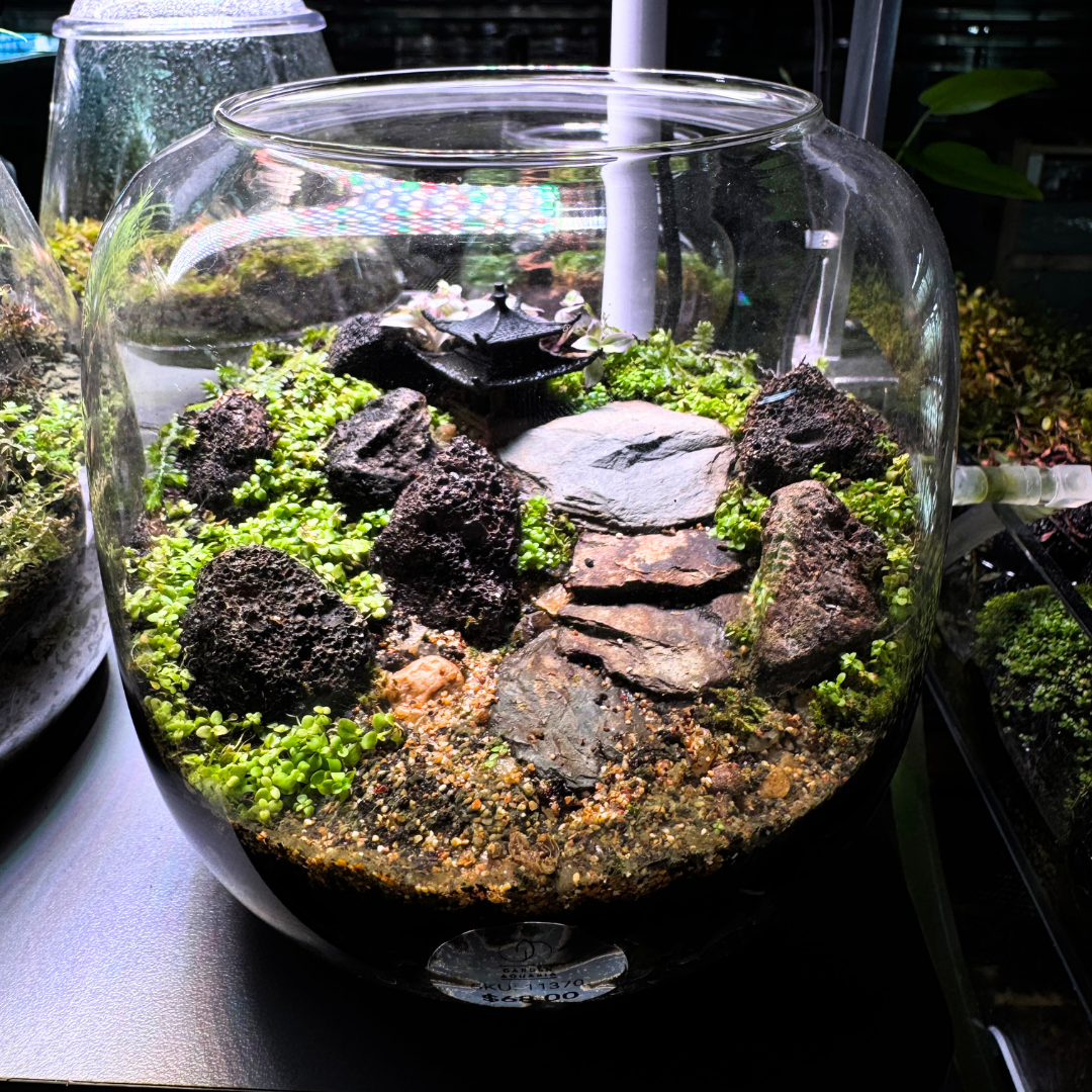 Terrarium Set Up 3