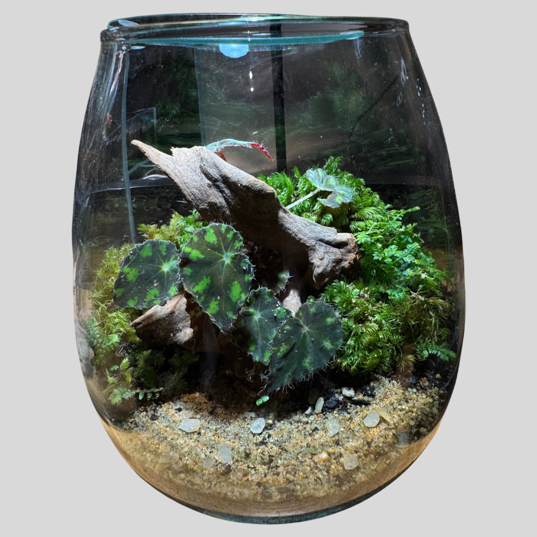 Terrarium Set Up 6