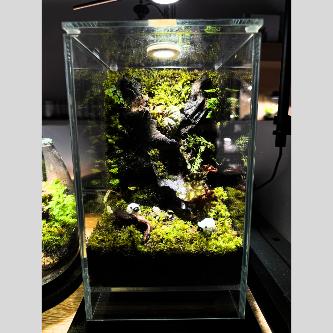 Terrarium Set Up 8
