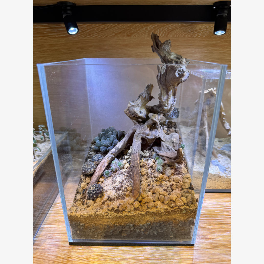 Terrarium Set Up 2