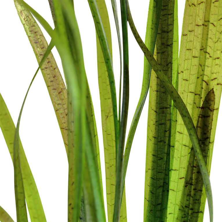 Vallisneria nana "Tiger"