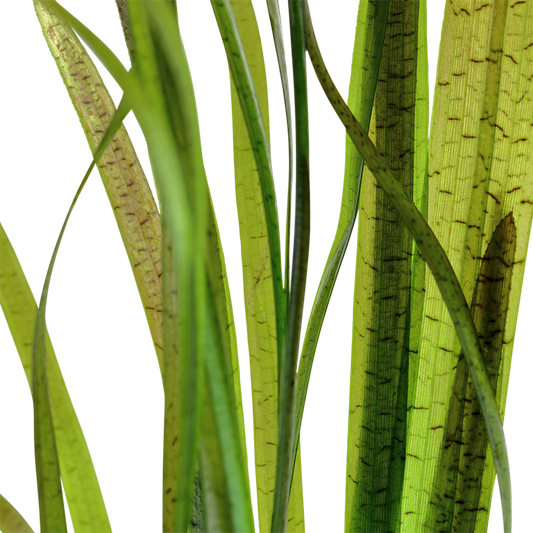Vallisneria nana "Tiger"