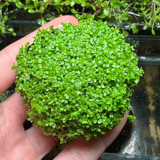 Wabi Kusa Hemianthus callitrichoides 'Cuba'