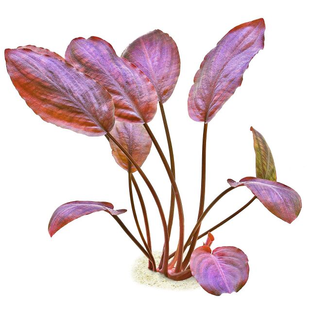 Lagendra meeboldii ‘Red’