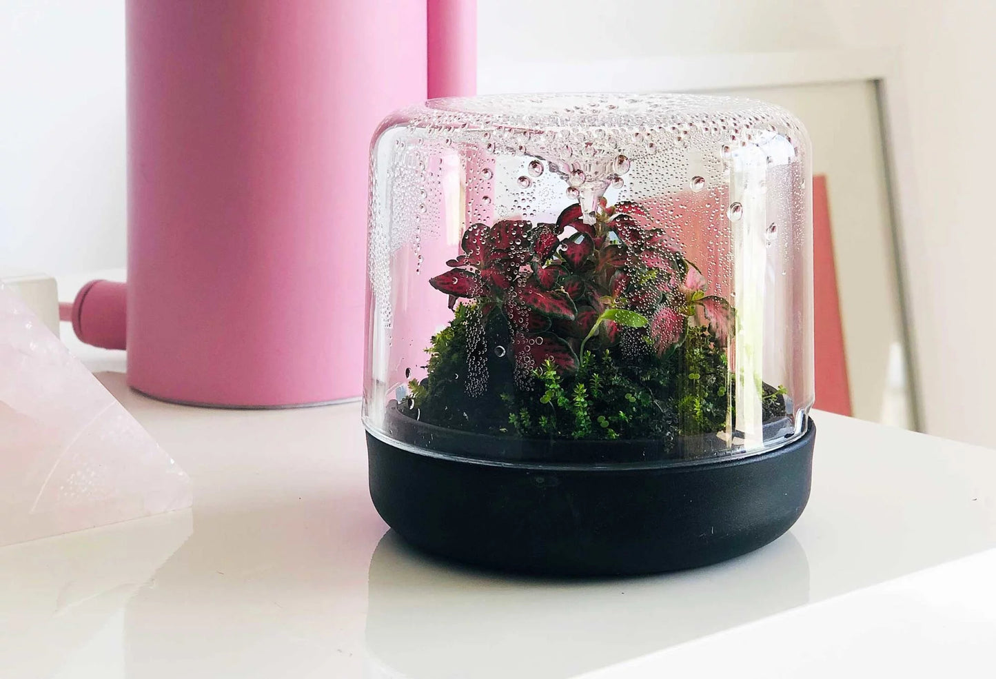 Botanica Sanctuary Mini Terrarium