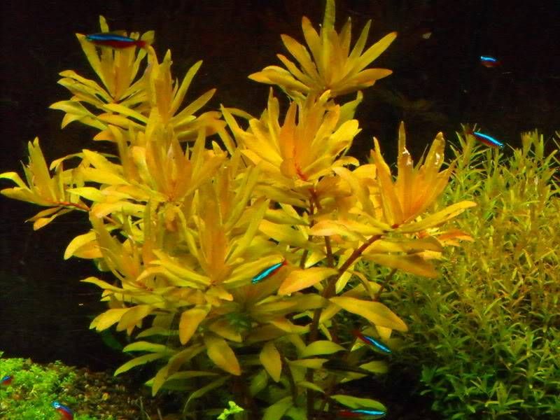 Nessea pedicellata 'Golden'