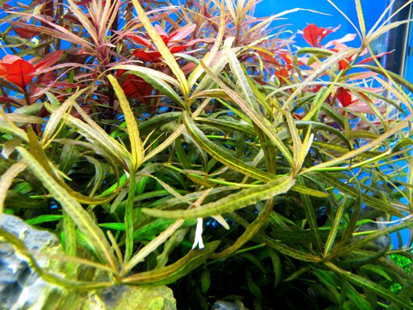 Hygrophila polysperma "Tiger"