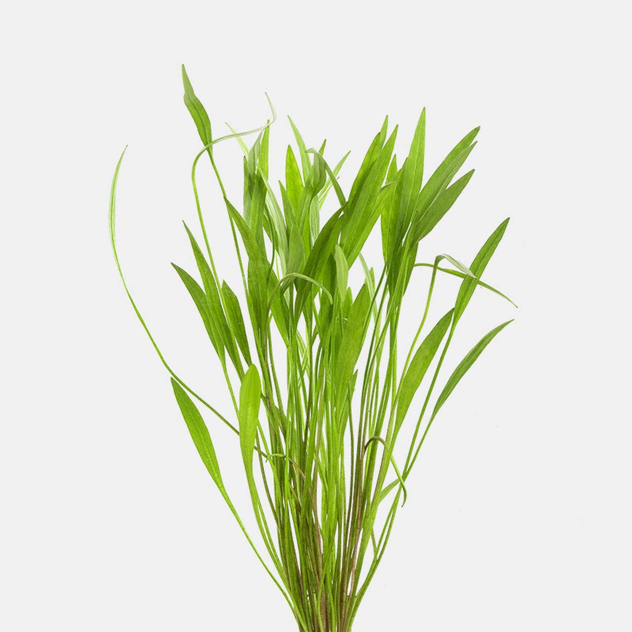 narrow leaf succulent Echinodorus Narrow Leaf – Garden Aquaria