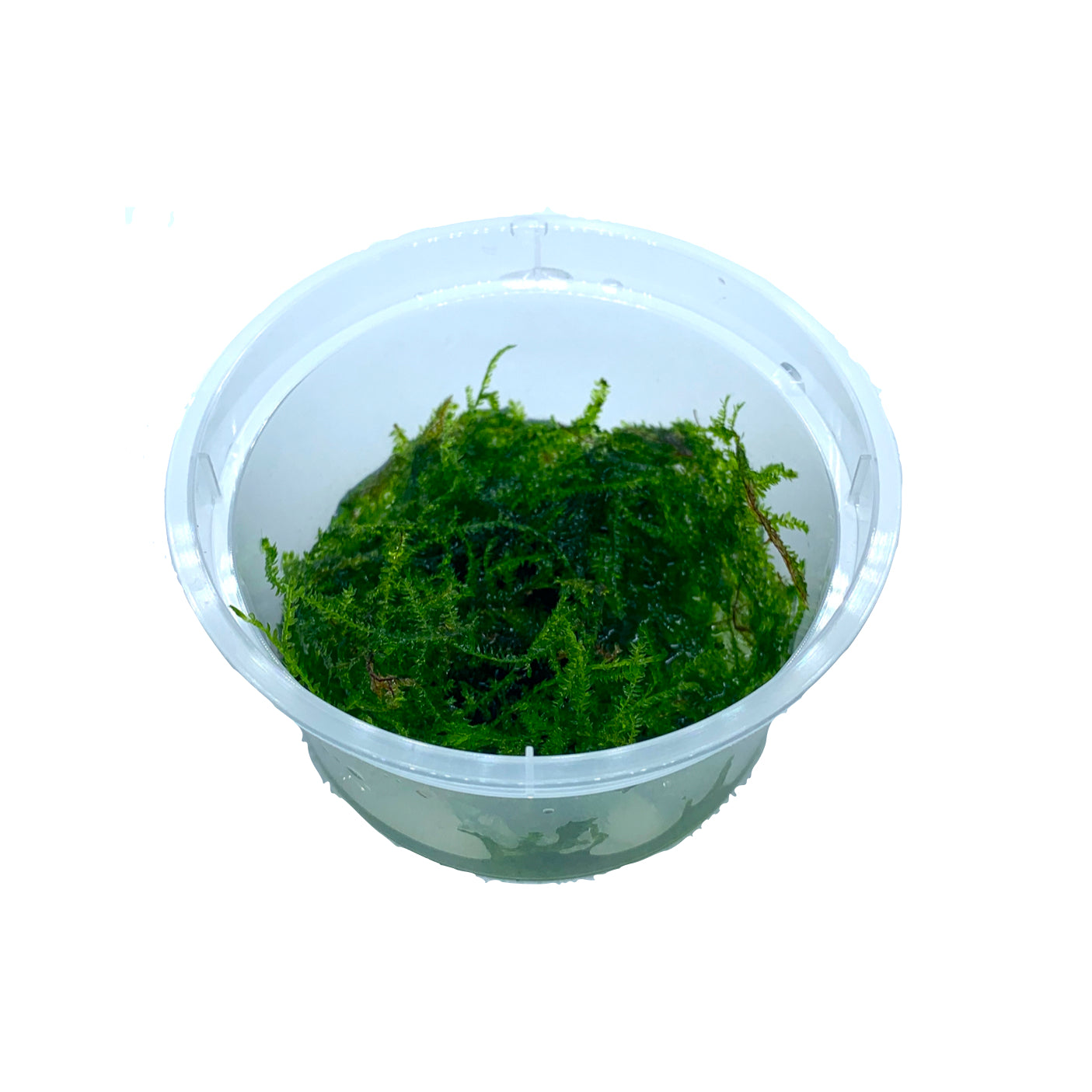 Christmas Moss Portion
