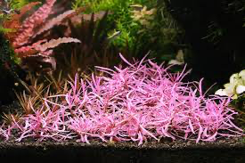 Hygrophila lancea ‘Araguaia’ sp. Chai