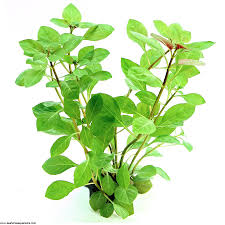 Ludwigia repens