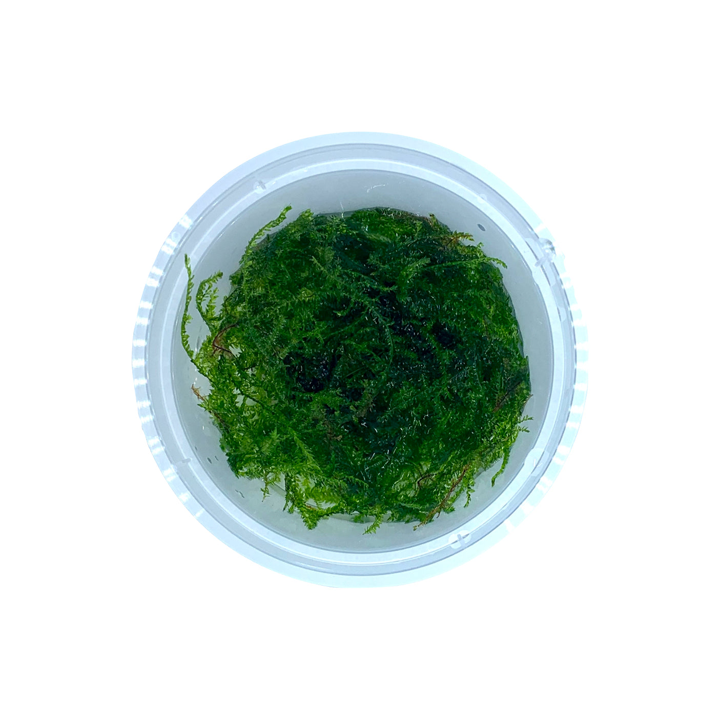 Christmas Moss Portion Top