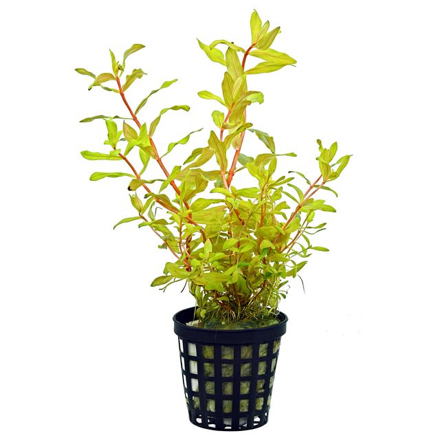 Nessea pedicellata 'Golden'