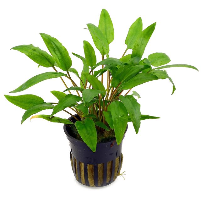 Cryptocoryne wendtii 'Green'