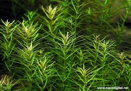 Rotala sp. 'Nanjenshan'