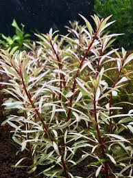 Ludwigia sp. White