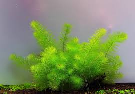 Myriophyllum sp. 'Guyana'
