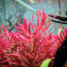 Rotala sp. 'Hra'