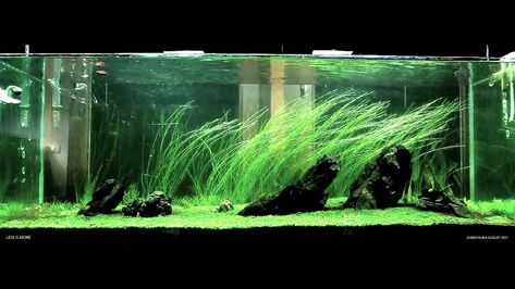 Eleocharis vivipara