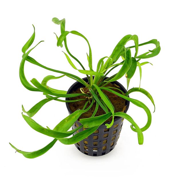 Helanthium bolivianum 'Vesuvius'