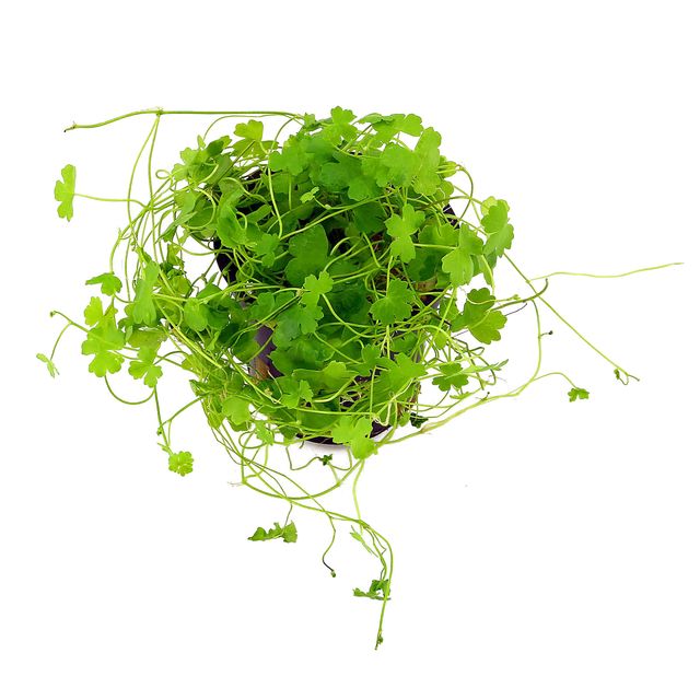Hydrocotyle tripartita