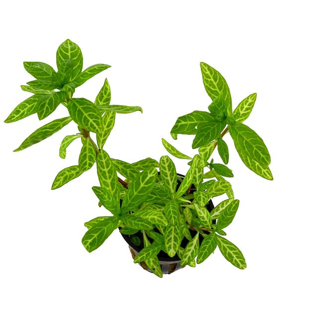 Hygrophila polysperma 'Rosanervig'