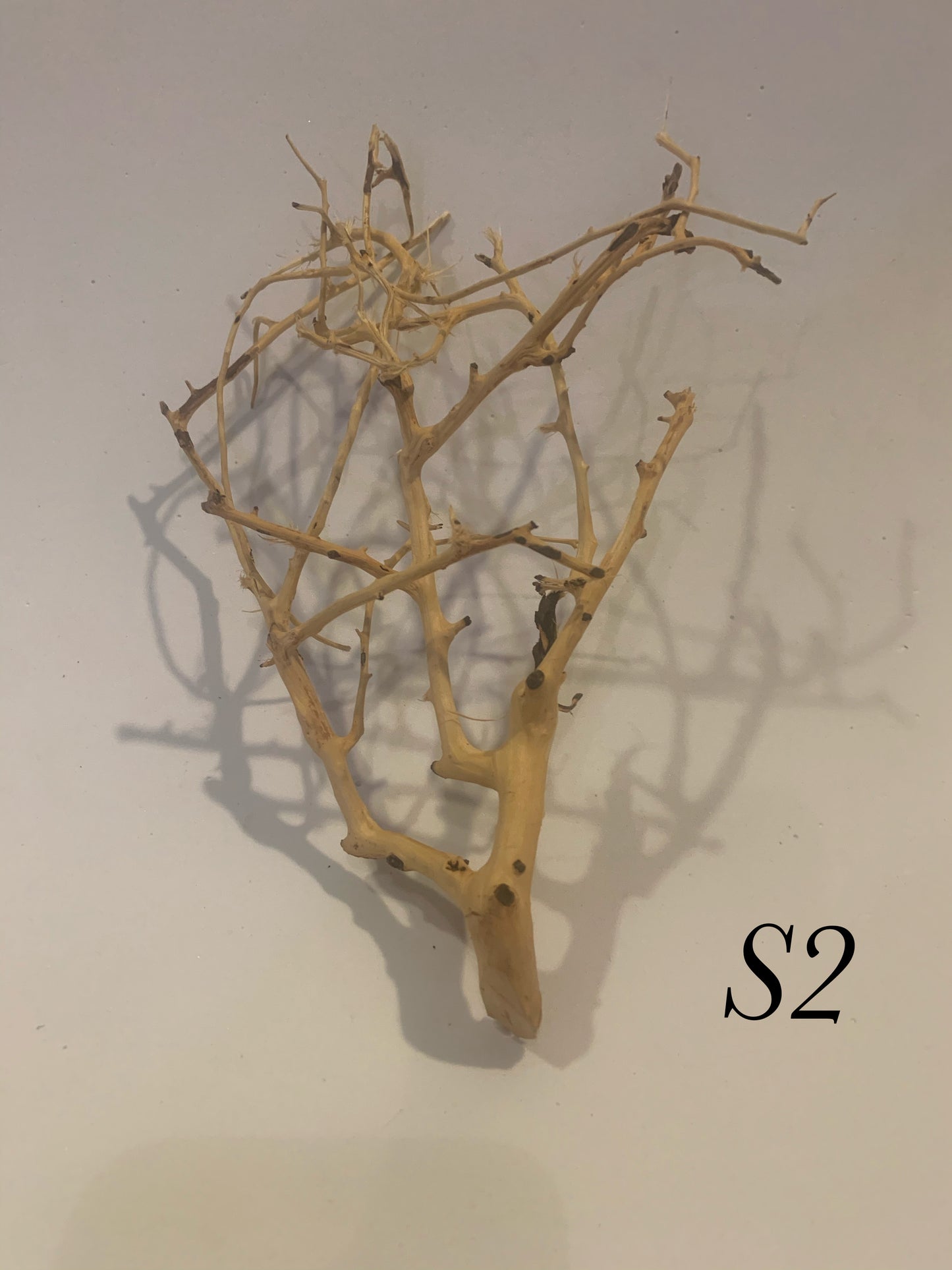 Scaping Twigs Small (10-20cm)