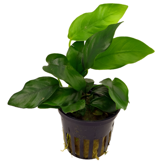 Anubias barteri var. nana
