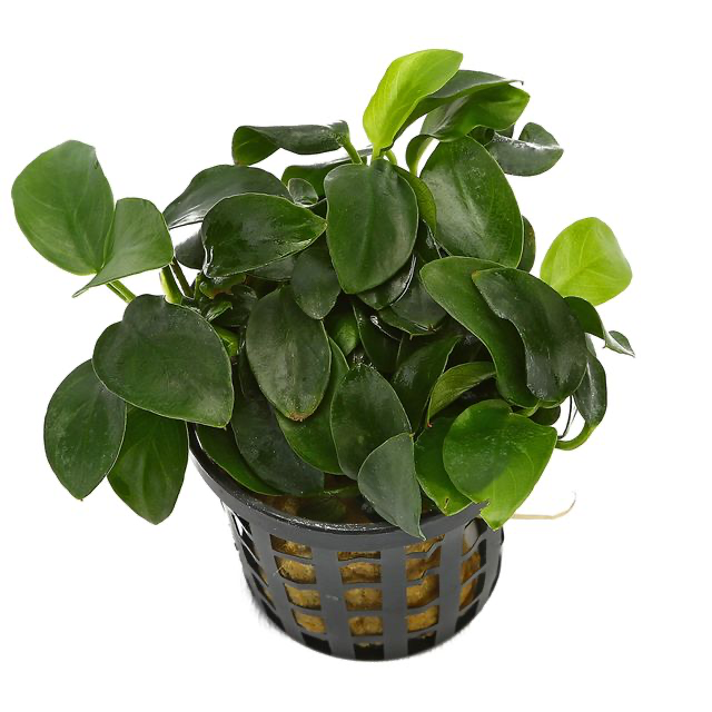 Anubias barteri var. nana 'Mini' – Garden Aquaria