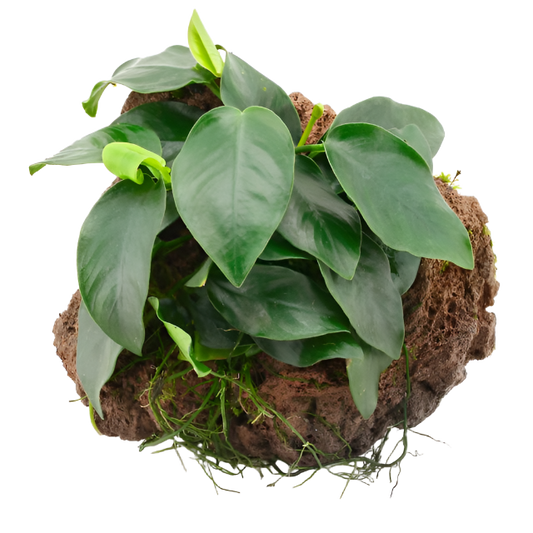 Anubias barteri var. nana