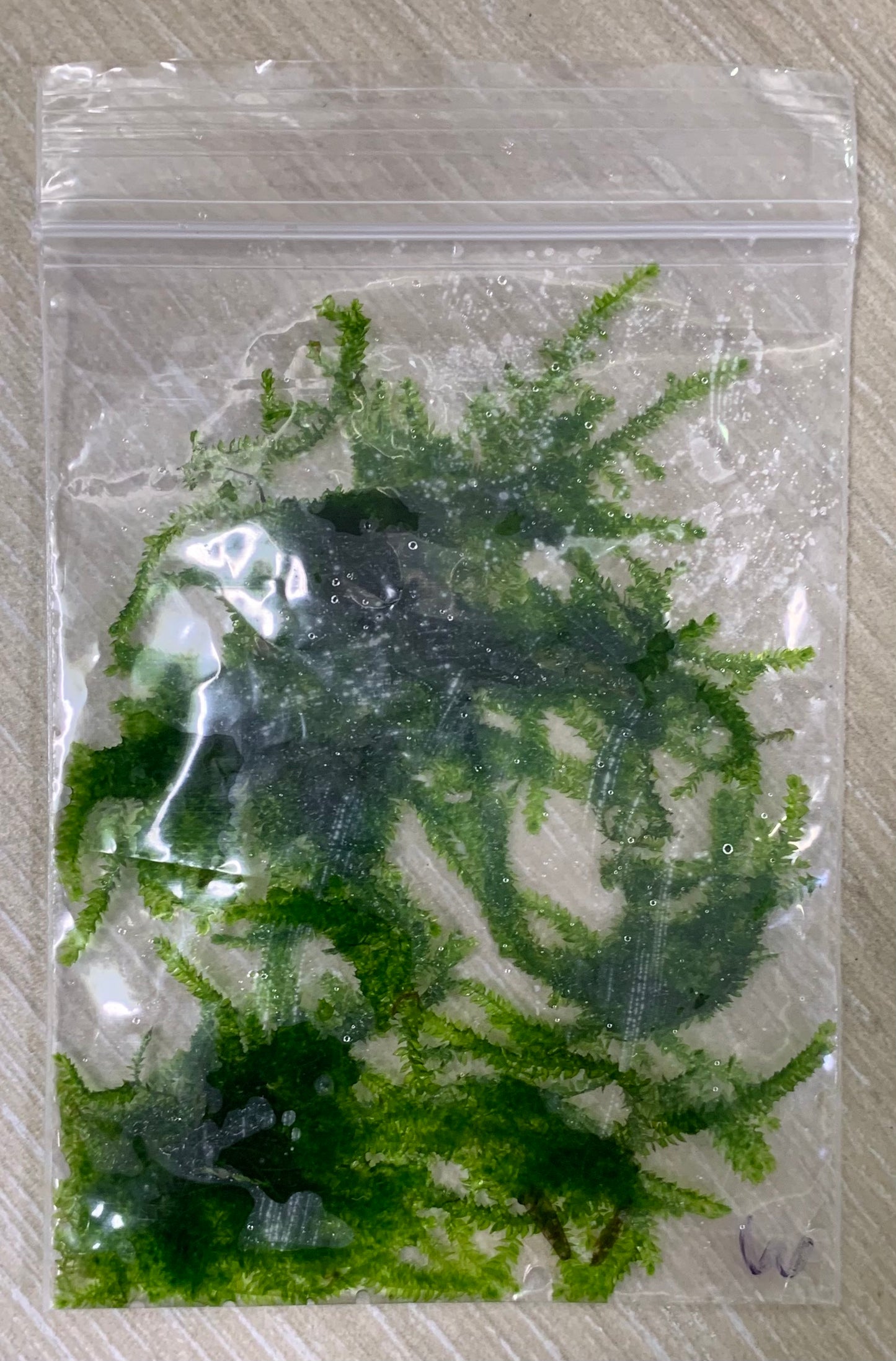 Christmas moss