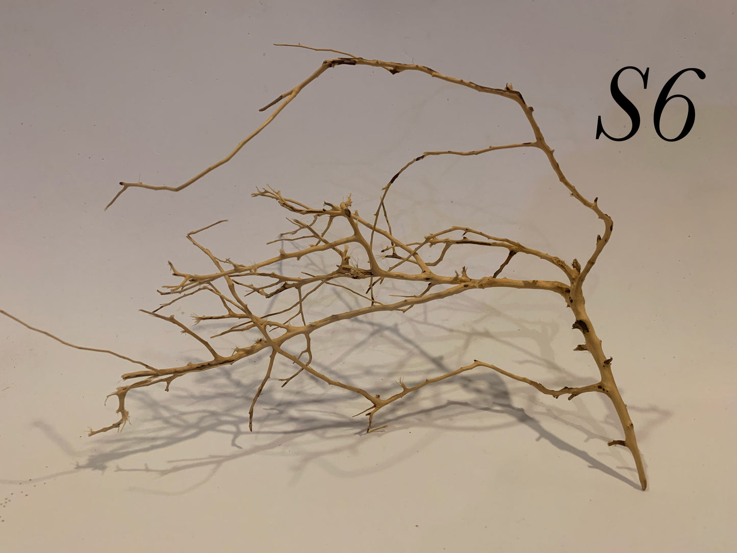 Scaping Twigs Small (10-20cm)