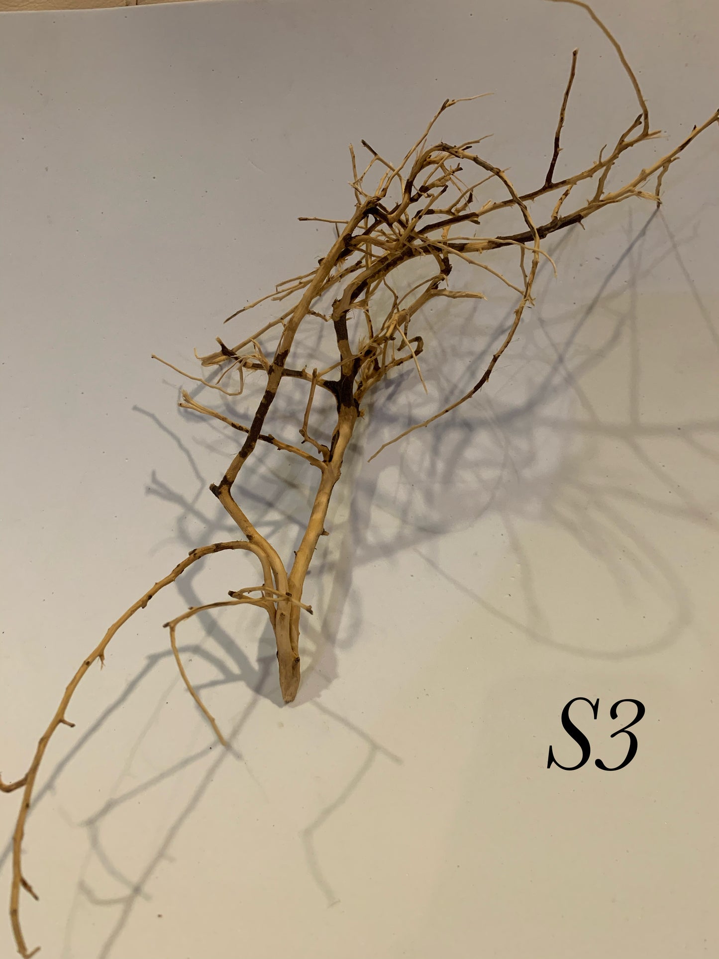 Scaping Twigs Small (10-20cm)