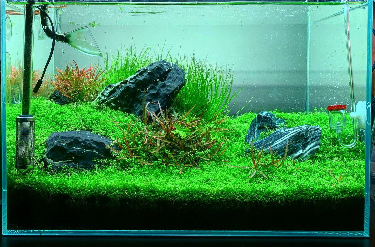 Aquascape Set Up Service