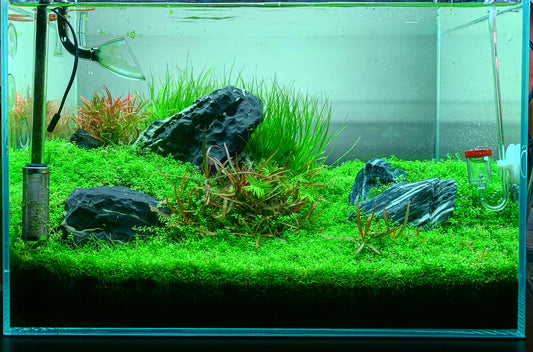 Aquascape Set Up Service