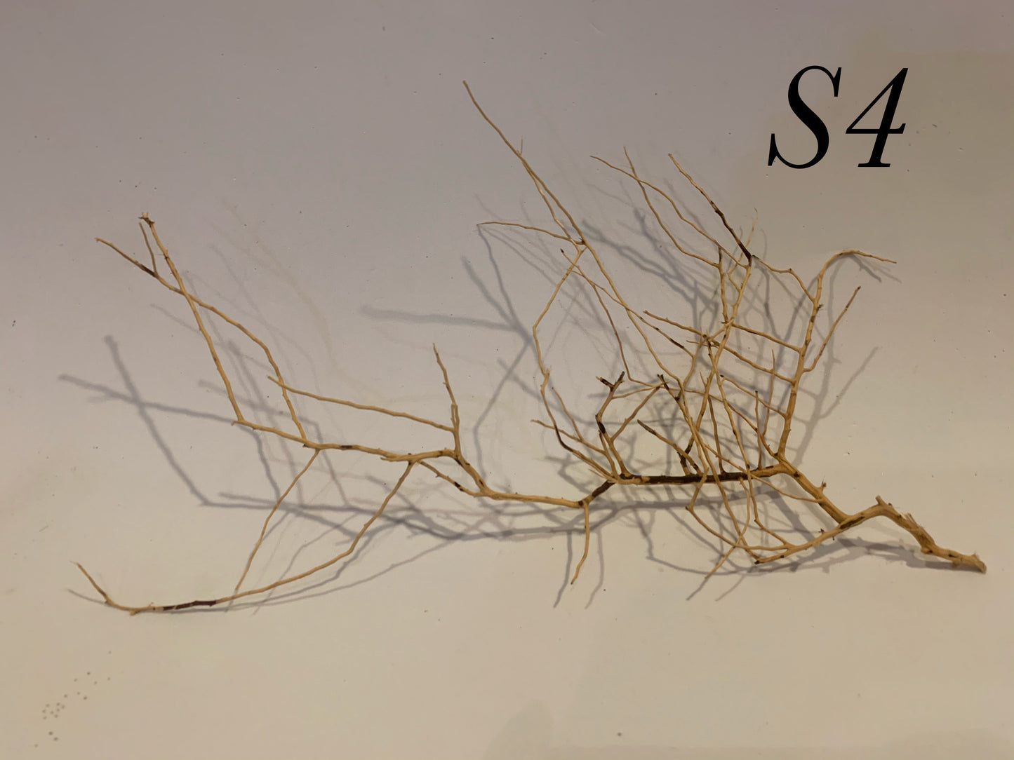 Scaping Twigs Small (10-20cm)