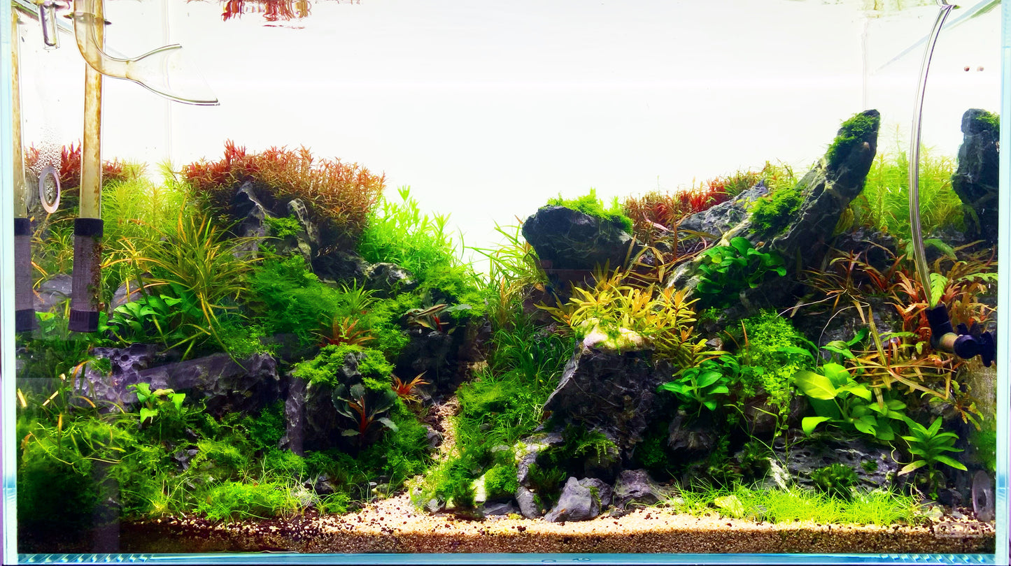 Aquascape Set Up Service