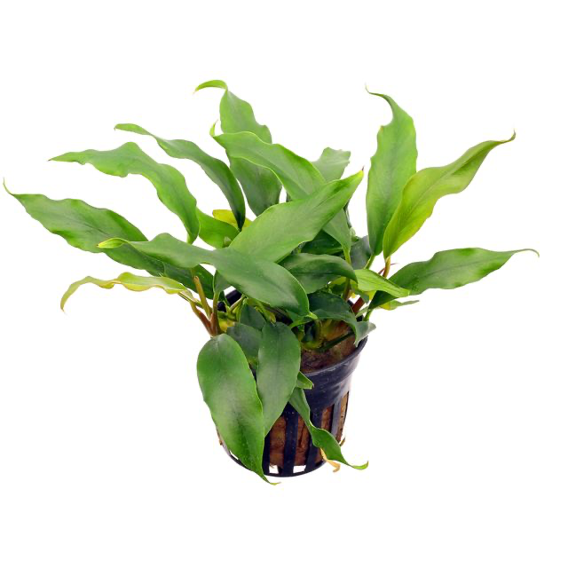 Anubias barteri var. glabra ‘Minima’