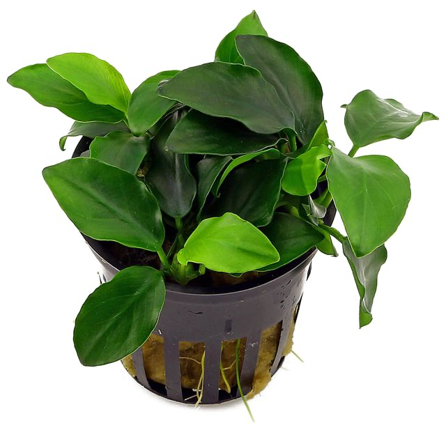 Anubias barteri var. nana ‘Petite’