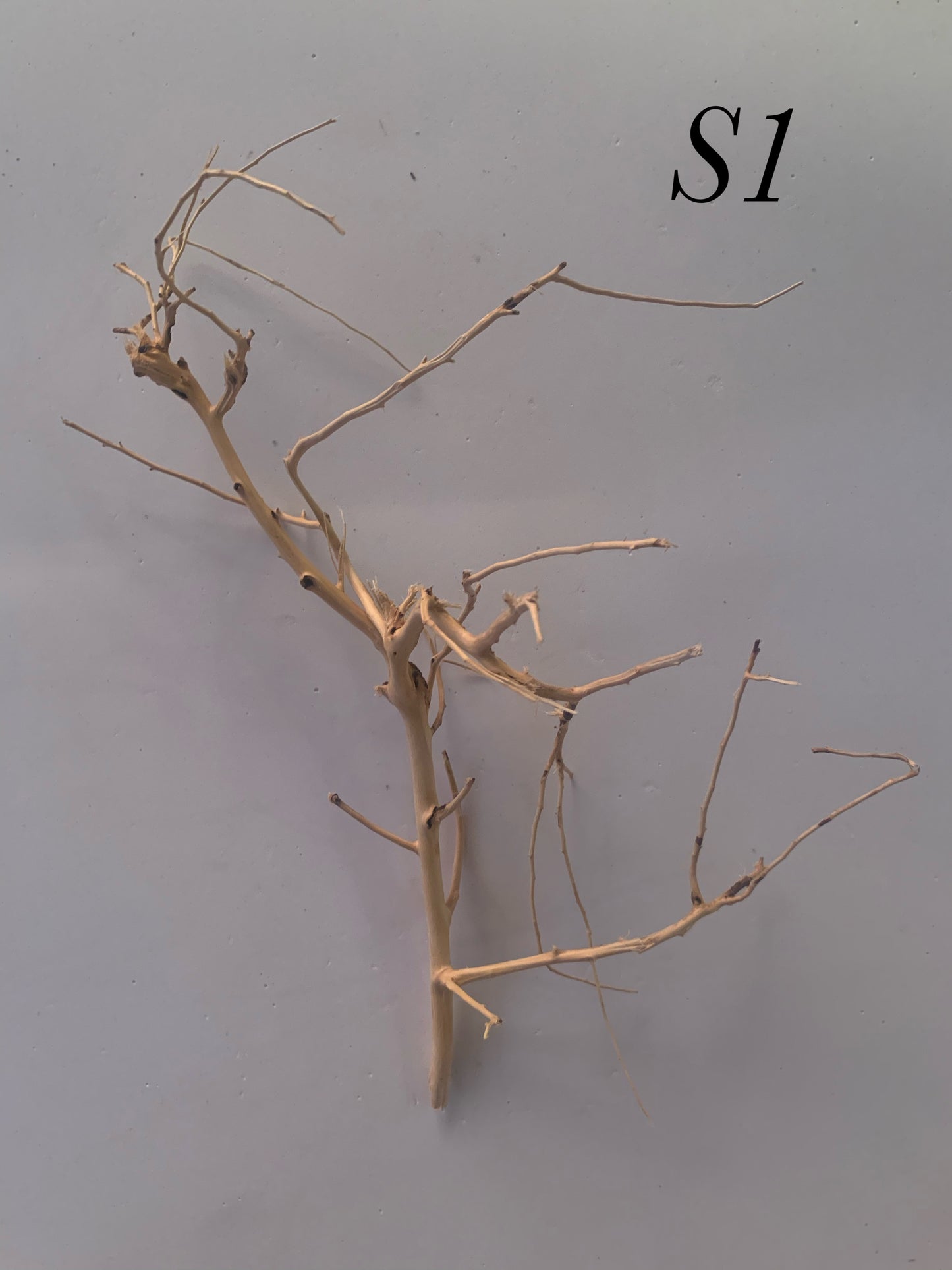 Scaping Twigs Small (10-20cm)