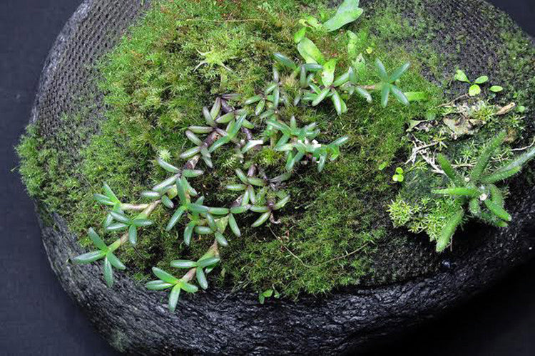 Moss Cotton Fiber